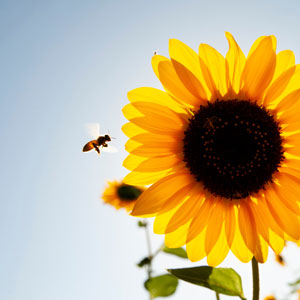 Bee near a sunflower