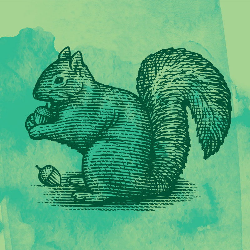 Green Squirrel Track